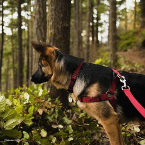 New Earth  Soy Adjustable Dog Collar