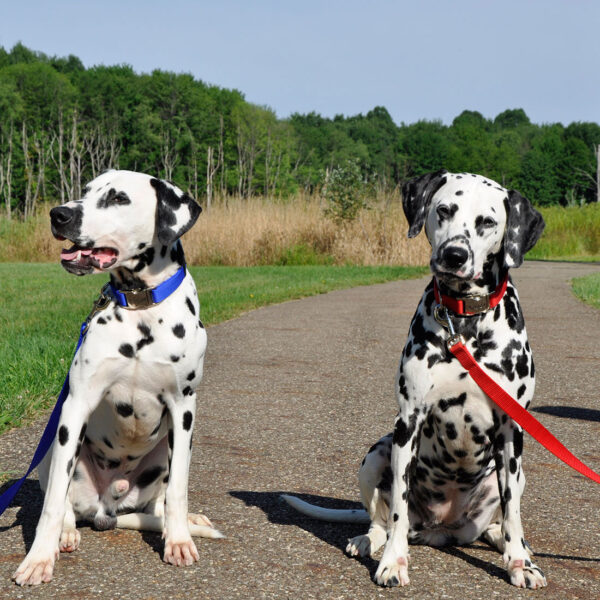 Coastal  Single-Ply Dog Leash