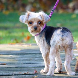 Lil Pals  Adjustable Dog Collar with Glitter Overlay