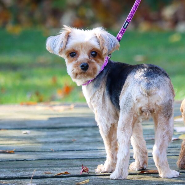 Lil Pals  Adjustable Dog Collar with Glitter Overlay