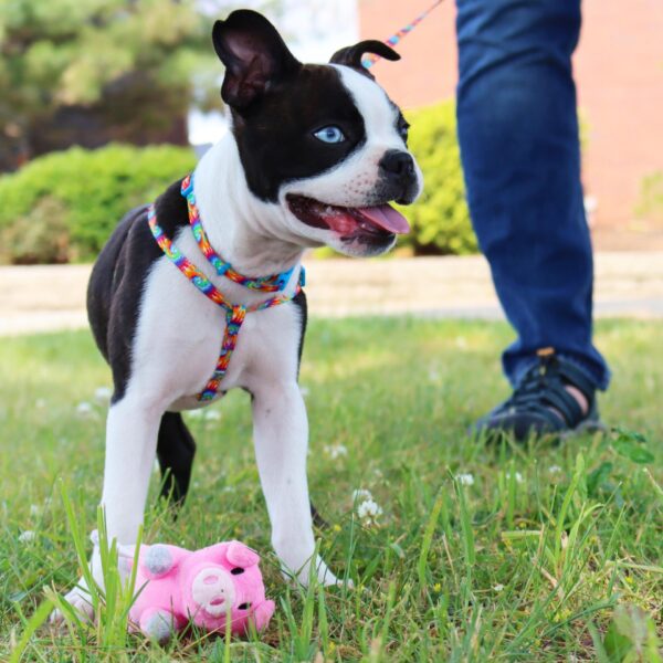 Lil Pals  Adjustable Patterned Dog Collar