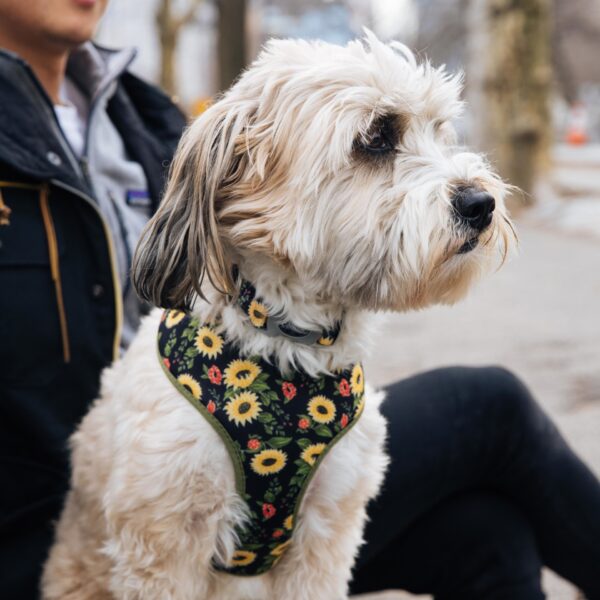 Sublime  Reversible Dog Harness